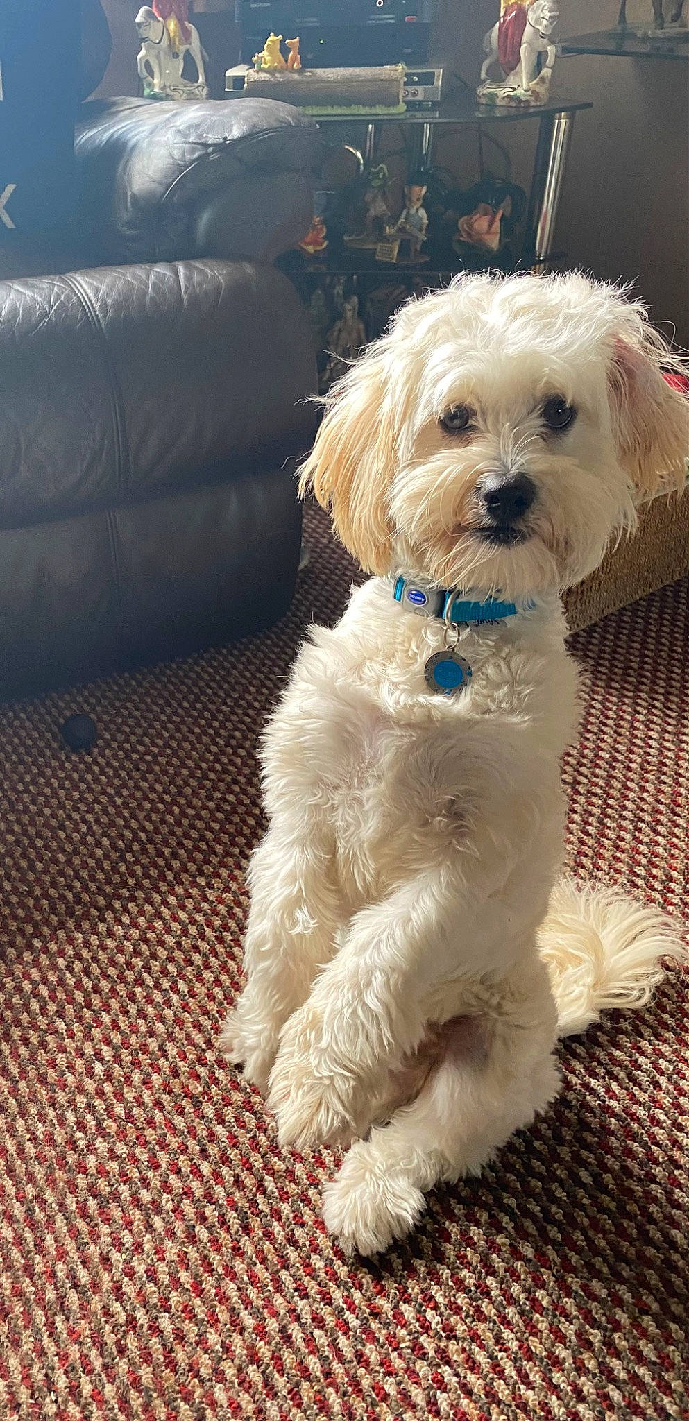 Tom is registered to the contest to win money with this photo: carnivore, collar, companion_dog, couch, dog, dog_breed, dog_clothes, dog_collar, dog_supply, fawn, fur, goggles, leash, small_terrier, snout, sporting_group, sunglasses, terrier, toy_dog, working_animal