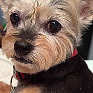 Sadie joined the competition — help win amazing prizes! dog, close_up, pet, collar, fur, ears, eyes, animal, cute, small_dog, face, portrait, indoor, canine, whiskers, focus, domestic_animal, muzzle, fur_texture, companion