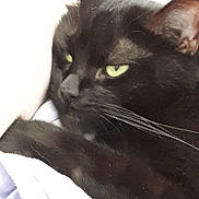 Joy a rejoint le concours — aidez-le/la à gagner de superbes lots ! asian, black, black_cat, bombay, burmese, carnivore, cat, domestic_long_haired_cat, domestic_short_haired_cat, ear, eye, felidae, kitten, mammal, persian, small_to_medium_sized_cats, snout, vertebrate, whiskers