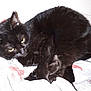 Joy a rejoint le concours — aidez-le/la à gagner de superbes lots ! asian, black, black_cat, bombay, burmese, carnivore, cat, domestic_long_haired_cat, domestic_short_haired_cat, ear, eye, felidae, fur, havana_brown, mammal, small_to_medium_sized_cats, snout, tail, whiskers
