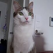 Smoky a rejoint le concours — aidez-le/la à gagner de superbes lots ! aegean_cat, carnivore, cat, domestic_short_haired_cat, european_shorthair, felidae, japanese_bobtail, kitten, mammal, small_to_medium_sized_cats, turkish_angora, turkish_van, vertebrate, whiskers