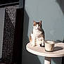 Smoky participe au concours pour gagner de l'argent avec cette photo : asian, burmilla, carnivore, cat, domestic_short_haired_cat, european_shorthair, felidae, fur, home, interior_design, kitten, room, small_to_medium_sized_cats, table, turkish_van, whiskers, white, window