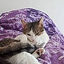 Smoky a rejoint le concours — aidez-le/la à gagner de superbes lots ! aegean_cat, american_wirehair, bed_sheet, carnivore, cat, domestic_short_haired_cat, european_shorthair, felidae, fur, kitten, nap, purple, sleep, small_to_medium_sized_cats, tabby_cat, whiskers