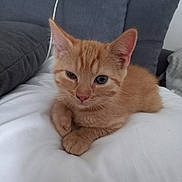 Aslan a rejoint le concours — aidez-le/la à gagner de superbes lots ! kitten, cat, ginger_cat, pet, animal, feline, cute, indoor, bed, white_bedspread, cushion, relaxed, lying_down, fur, whiskers, ears, paw, small, young, cozy
