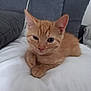 kitten, cat, ginger_cat, pet, animal, feline, cute, indoor, bed, white_bedspread, cushion, relaxed, lying_down, fur, whiskers, ears, paw, small, young, cozy