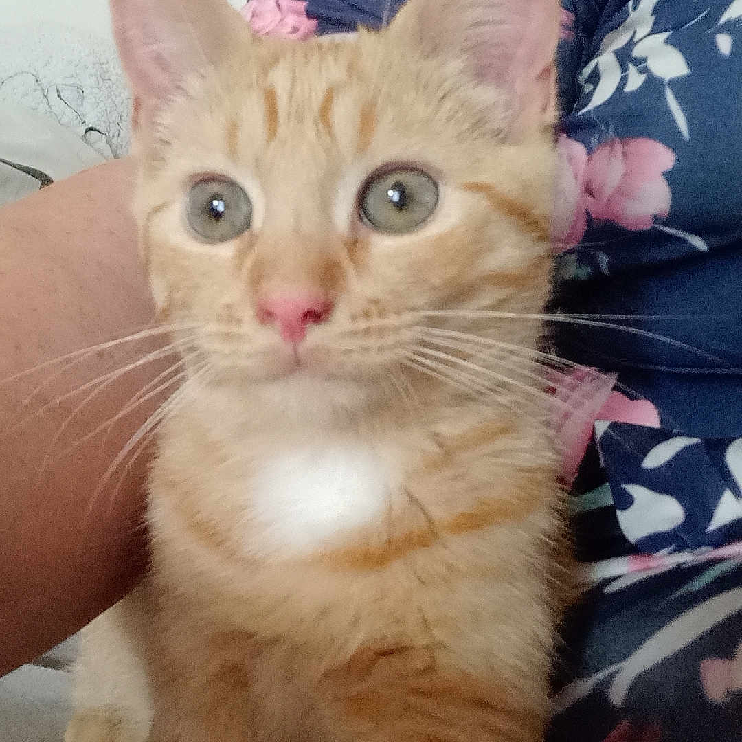 Aslan participe au concours pour gagner de l'argent avec cette photo : animal, cat, close_up, clothing, curious, cute, domestic_cat, ears, face, floral_pattern, fur, indoor, kitten, orange_tabby, person, pet, pink_nose, sitting, whiskers, young_cat