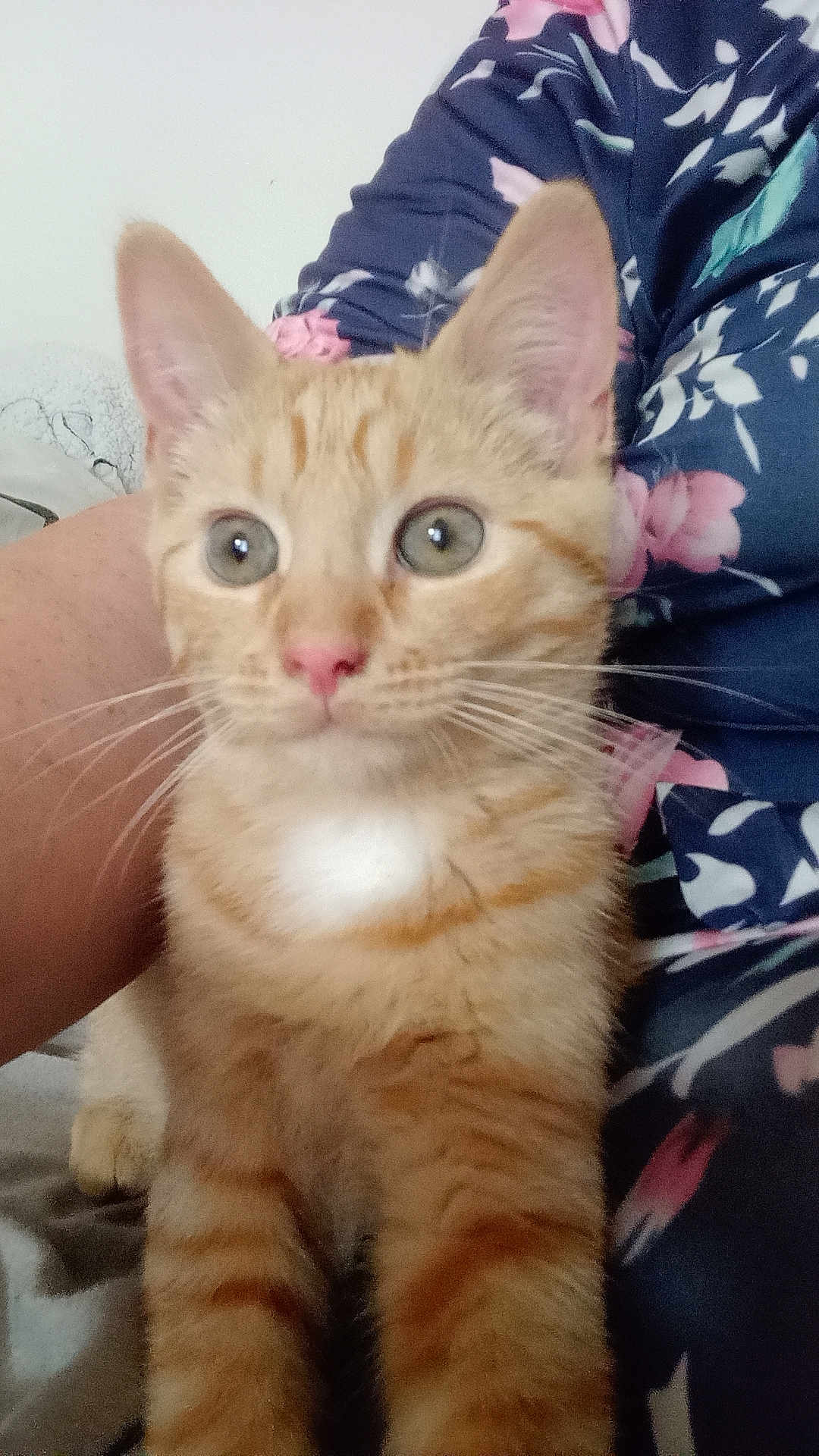 Aslan participe au concours pour gagner de l'argent avec cette photo : cat, kitten, orange_tabby, pet, whiskers, pink_nose, fur, animal, cute, domestic_cat, indoor, young_cat, curious, close_up, person, clothing, floral_pattern, sitting, face, ears