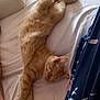 cat, ginger_cat, sleeping, stretched_out, bed, white_sheets, relaxed, cozy, indoor, feline, pet, resting, animal, fur, whiskers, paw, cute, domestic_cat, comfortable, sleep