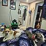 bed, blanket, brown_dog, collar, cozy, dog, doorway, furniture, gray_dog, household_items, indoor, pattern, peeking, pets, photograph, portrait, resting, room, wall_art, white_dog