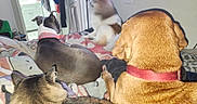 Roxy is registered to the contest to win money with this photo: animal, back_view, bedroom, blanket, cat, collar, comfort, companion, cozy, dog, domestic, fur, furniture, household, indoor, laying_down, multiple_animals, pet, relaxation, resting