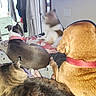animal, back_view, bedroom, blanket, cat, collar, comfort, companion, cozy, dog, domestic, fur, furniture, household, indoor, laying_down, multiple_animals, pet, relaxation, resting