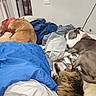 animal, bed, blanket, brown_dog, cat, collar, comfort, cozy, dog, domestic, fur, gray_dog, indoor, napping, pet, pillow, relaxation, resting, sleeping, striped_cat