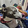 dog, pet, indoor, bed, blanket, collar, tongue, licking, gray, white, brown, animal, canine, resting, furniture, room, clothing, sleeping, cozy, domestic