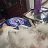 Ragnar. joined the competition — help win amazing prizes! blanket, casual, comfort, container, cozy, dog, domestic, fluffy, fur, household, indoor, paw, pet, purple, relaxed, resting, small_objects, table, thermos, wooden_furniture