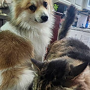 Ragnar. is registered to the contest to win money with this photo: animal, brown, calm, cat, closeup, companion, curious, cute, dog, domestic, fur, furniture, household, indoor, kitchen, mammal, pet, tabby, tail, white
