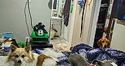 Ragnar. is registered to the contest to win money with this photo: bed, blanket, clothing, collar, cozy, curious, decor, dog, doorway, floor, furniture, indoor, lamp, mirror, pet, picture_frame, resting, room, towel, wall
