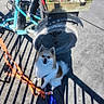 Ragnar. joined the competition — help win amazing prizes! animal, blue, concrete, daytime, dog, fence_shadow, fur, happy, leash, outdoor, pet, shadow, sitting, smile, storage_box, sunlight, toy, tricycle, vehicle, wheel