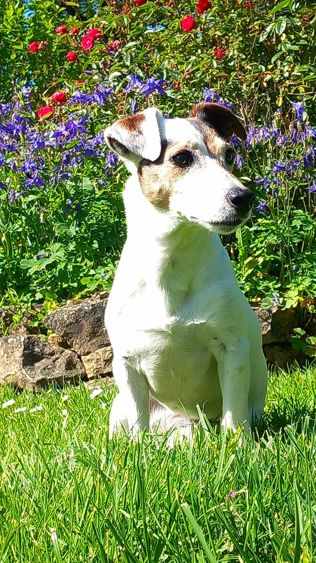 Jadore participe au concours pour gagner de l'argent avec cette photo : dog, jack_russell_terrier, grass, flowers, garden, sunlight, outdoor, pet, animal, greenery, nature, flora, sitting, canine, summer, colorful, plants, portrait, cute, alert