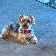 Jaxs is registered to the contest to win money with this photo: dog, small_dog, bow_tie, pet, indoor, floor, carpet, fur, cute, looking_at_camera, relaxed, animal, companion, friendly, mammal, domestic_animal, portrait, lying_down, silky_fur, decor
