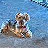 dog, small_dog, bow_tie, pet, indoor, floor, carpet, fur, cute, looking_at_camera, relaxed, animal, companion, friendly, mammal, domestic_animal, portrait, lying_down, silky_fur, decor