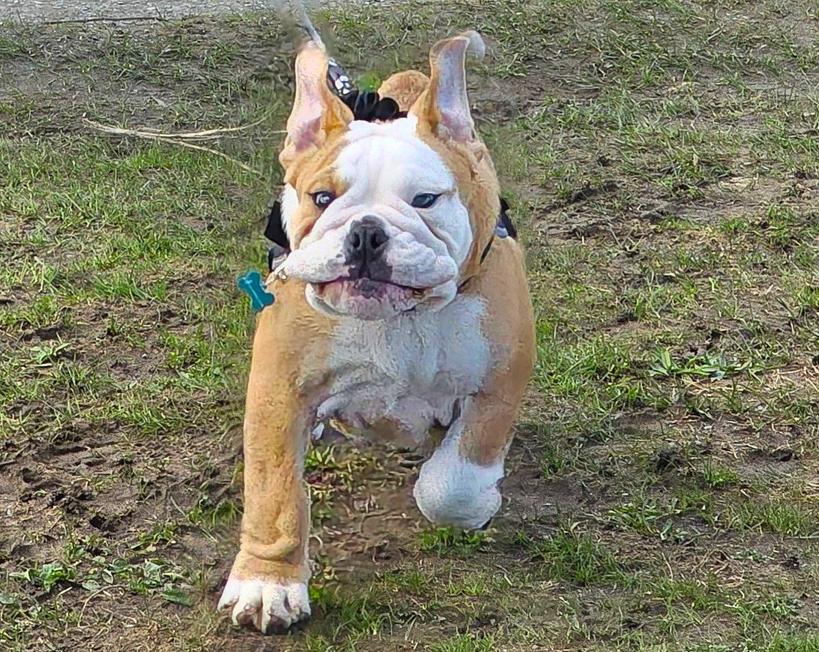 Ike is registered to the contest to win money with this photo: adventure, bulldog, canidae, carnivore, companion_dog, dog, dog_breed, dog_collar, fawn, grass, non_sporting_group, old_english_bulldog, snout, soil, sporting_group, terrestrial_animal, toy_dog, white_english_bulldog, working_animal, wrinkle