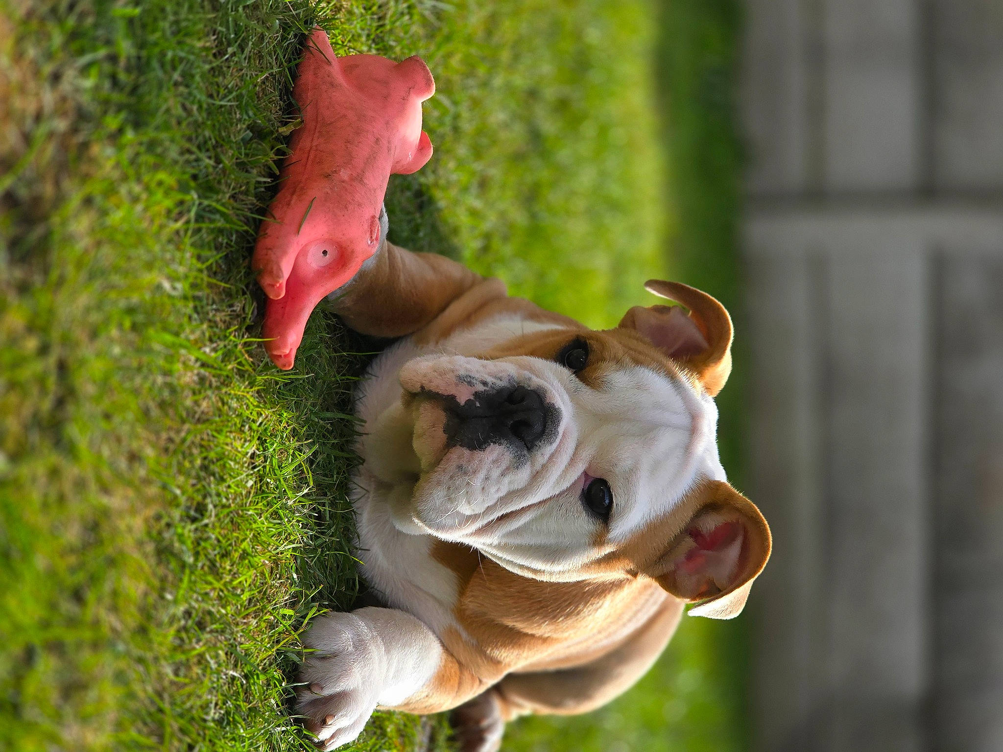 Ike joined the competition — help win amazing prizes! bulldog, carnivore, collar, companion_dog, coquelicot, dog, dog_breed, dog_collar, dog_supply, fawn, grass, plant, snout, tail, terrestrial_animal, tree, wood, working_animal, working_dog, wrinkle