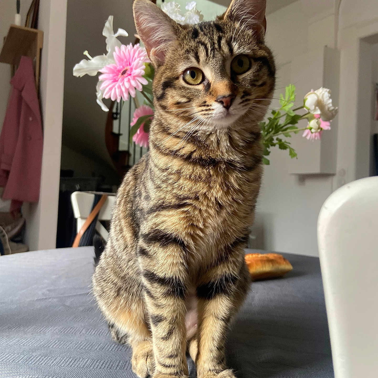 Chouchou a rejoint le concours — aidez-le/la à gagner de superbes lots ! abyssinian, animal, bread, cat, chair, daisy, desk, flower, flowerarrangement, flowerbouquet, food, furniture, geranium, kitten, manx, pet, petal, plant, pottedplant, table