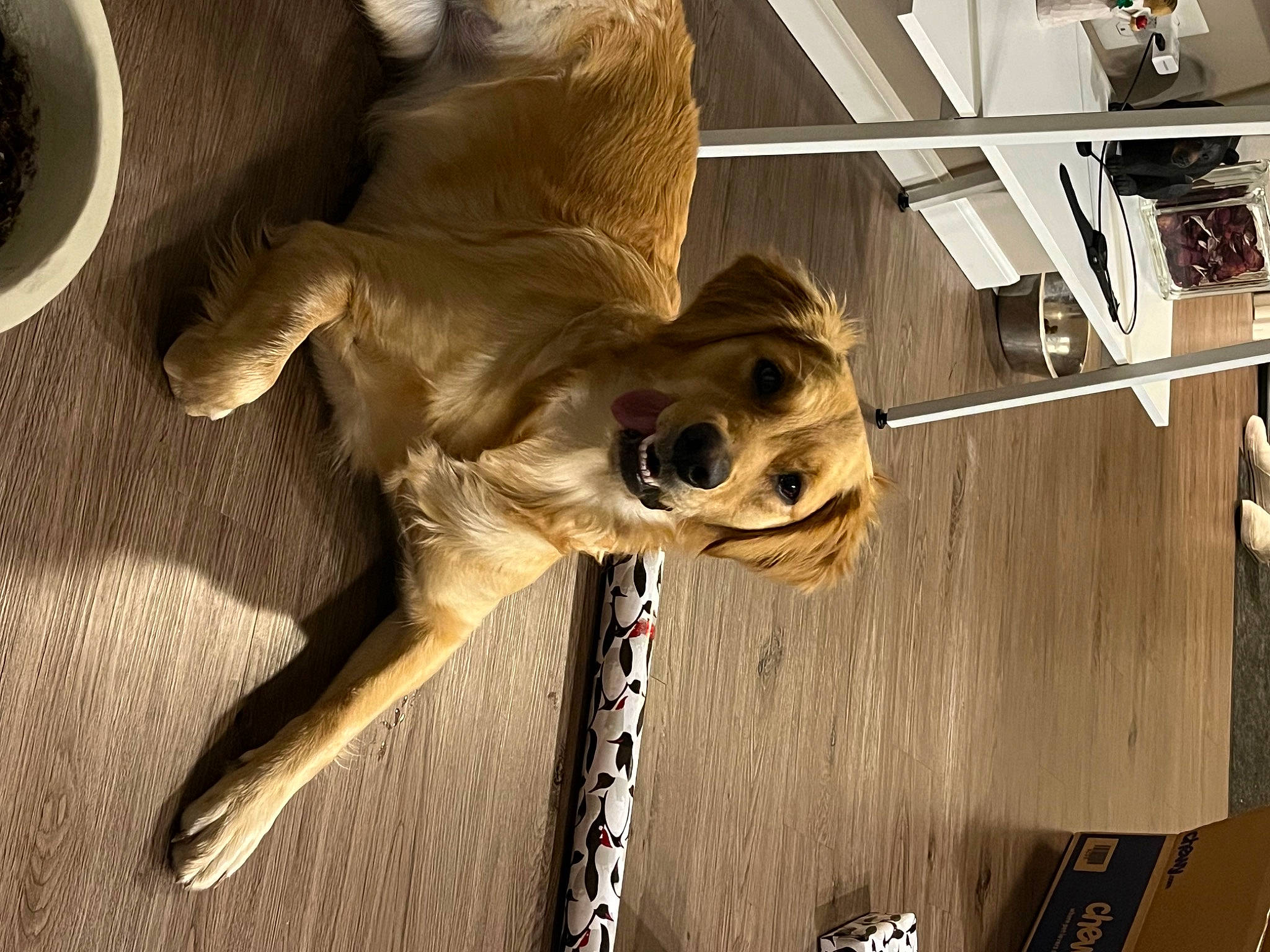 Emmy is registered to the contest to win money with this photo: bone, canidae, carnivore, companion_dog, dog, dog_breed, door, fawn, flooring, fur, hardwood, serveware, skull, snout, sporting_group, tableware, terrestrial_animal, whiskers, wood, working_animal