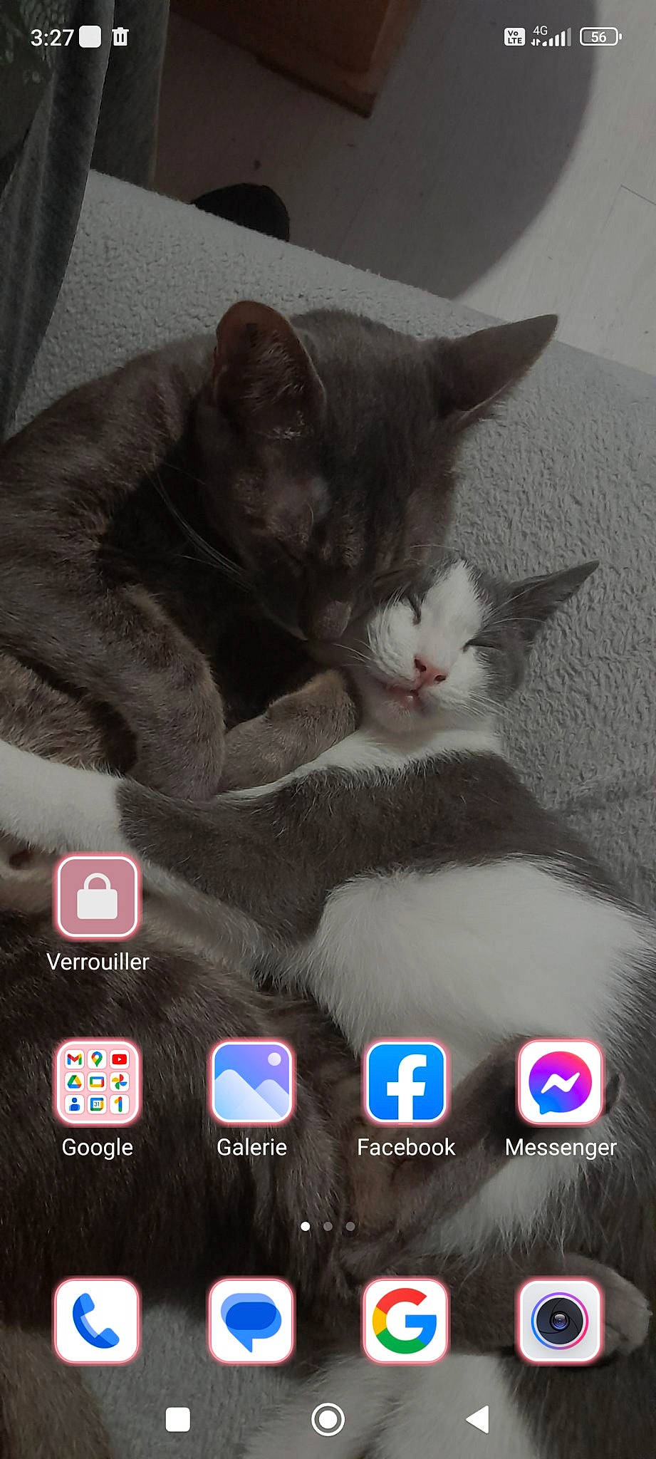 Siba a rejoint le concours — aidez-le/la à gagner de superbes lots ! box, carnivore, cat, comfort, domestic_short_haired_cat, electronic_device, felidae, font, fur, gadget, gesture, grey, multimedia, output_device, paw, photo_caption, screenshot, small_to_medium_sized_cats, snout, whiskers