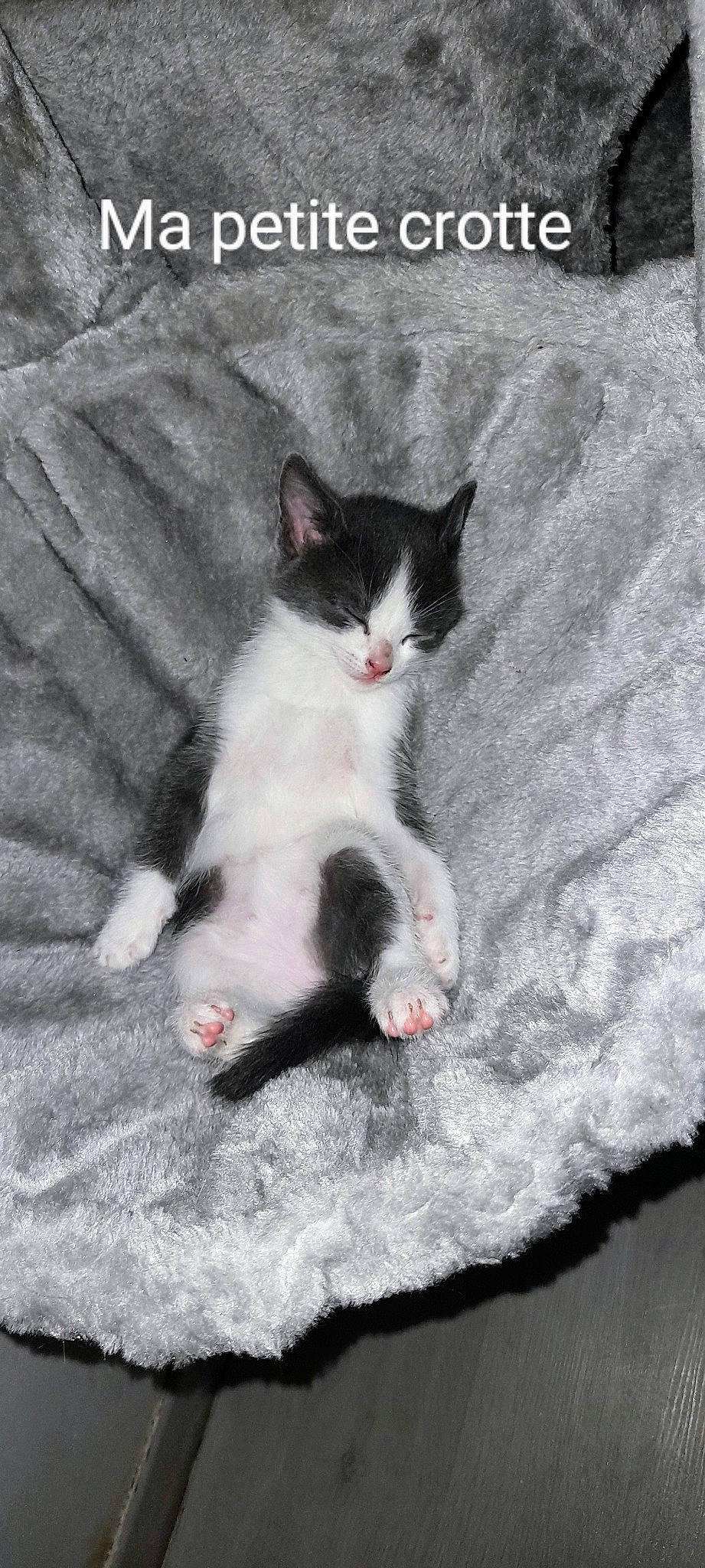 Nino participe au concours pour gagner de l'argent avec cette photo : carmine, carnivore, cat, claw, comfort, domestic_short_haired_cat, felidae, foot, fur, grey, linens, monochrome_photography, paw, photo_caption, sand, small_to_medium_sized_cats, tail, whiskers, winter