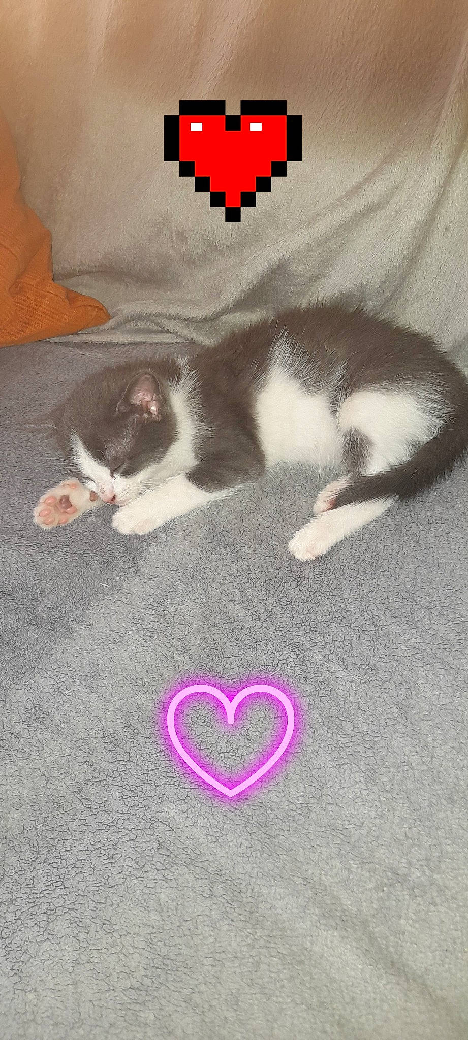 Nino a rejoint le concours — aidez-le/la à gagner de superbes lots ! carmine, carnivore, cat, comfort, companion_dog, domestic_short_haired_cat, felidae, floor, flooring, fur, magenta, mammal, paw, petal, small_to_medium_sized_cats, snout, tail, vertebrate, whiskers, white