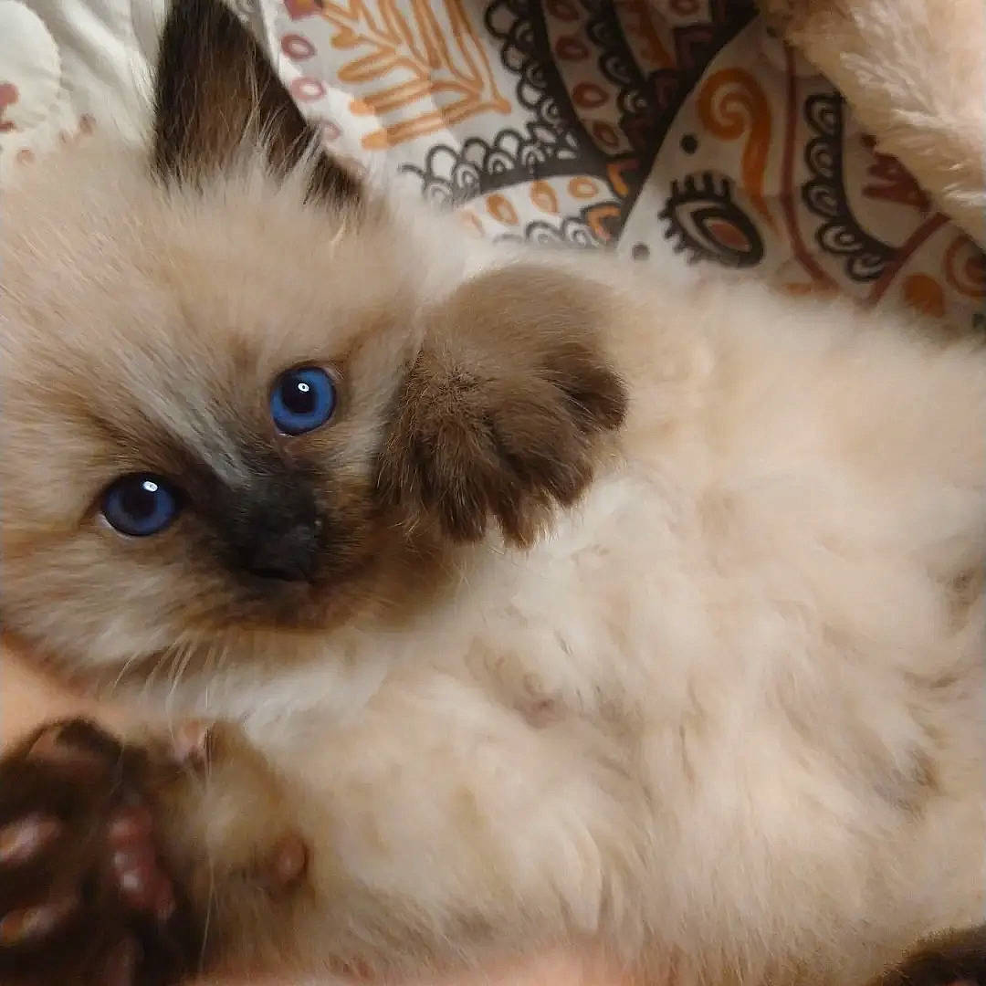 King joined the competition — help win amazing prizes! balinese, birman, carnivore, cat, fawn, felidae, fur, iris, paw, ragdoll, siamese, small_to_medium_sized_cats, snout, terrestrial_animal, thai, tonkinese, whiskers