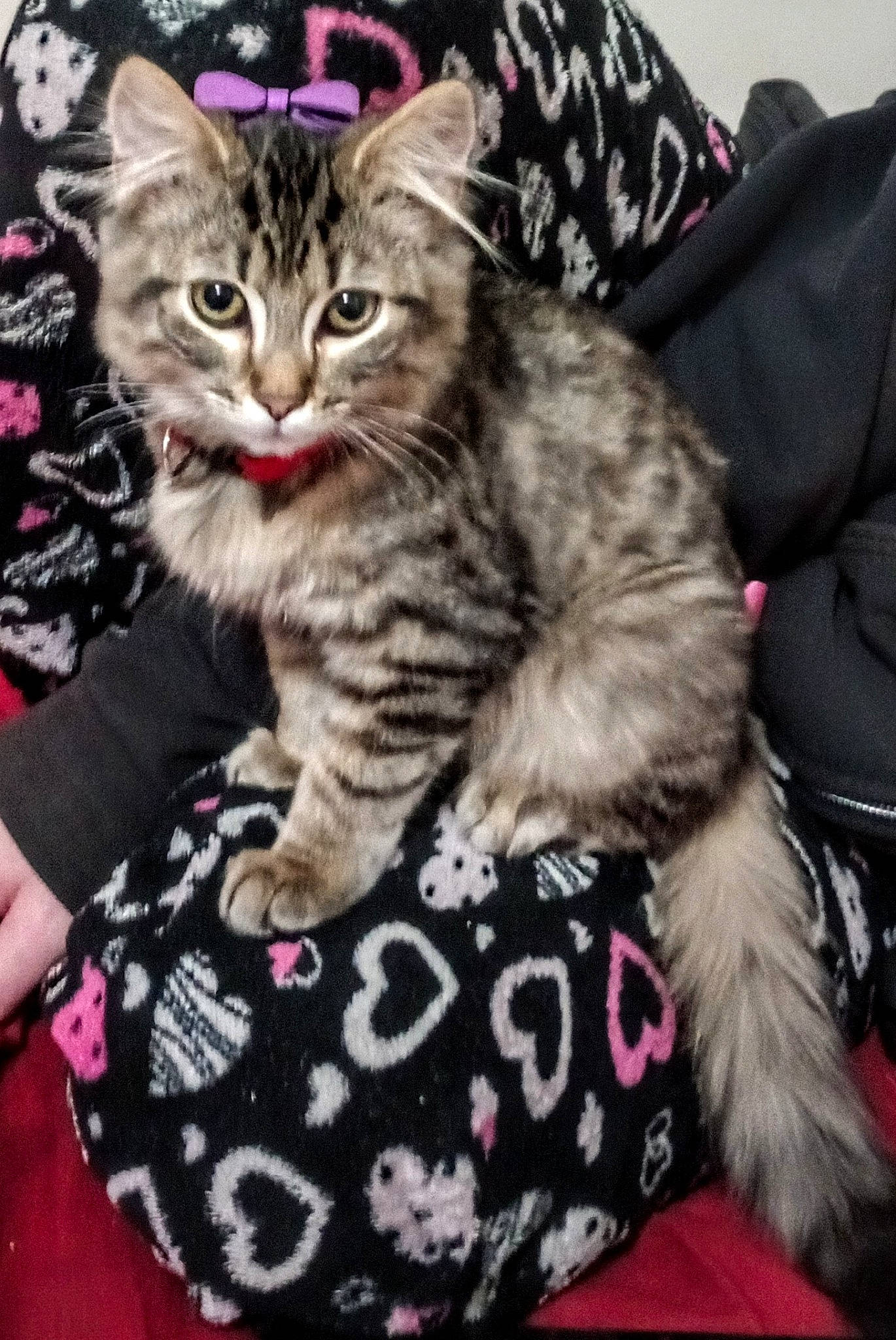 Cheshire joined the competition — help win amazing prizes! carnivore, cat, cat_supply, claw, comfort, couch, domestic_short_haired_cat, felidae, fur, pattern, paw, pink, sitting, small_to_medium_sized_cats, snout, whiskers