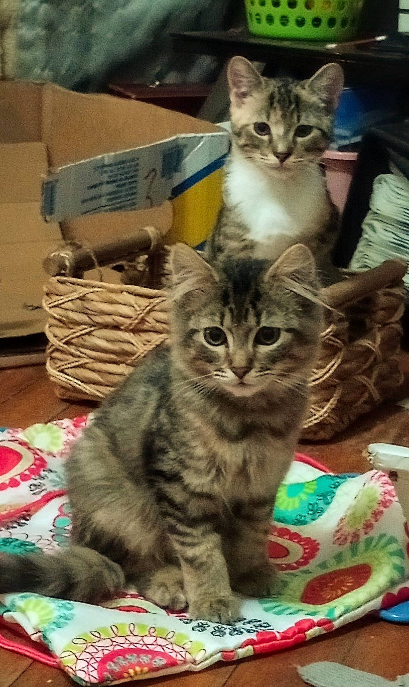 Cheshire joined the competition — help win amazing prizes! box, carnivore, cat, domestic_short_haired_cat, felidae, fur, mammal, paw, small_to_medium_sized_cats, whiskers