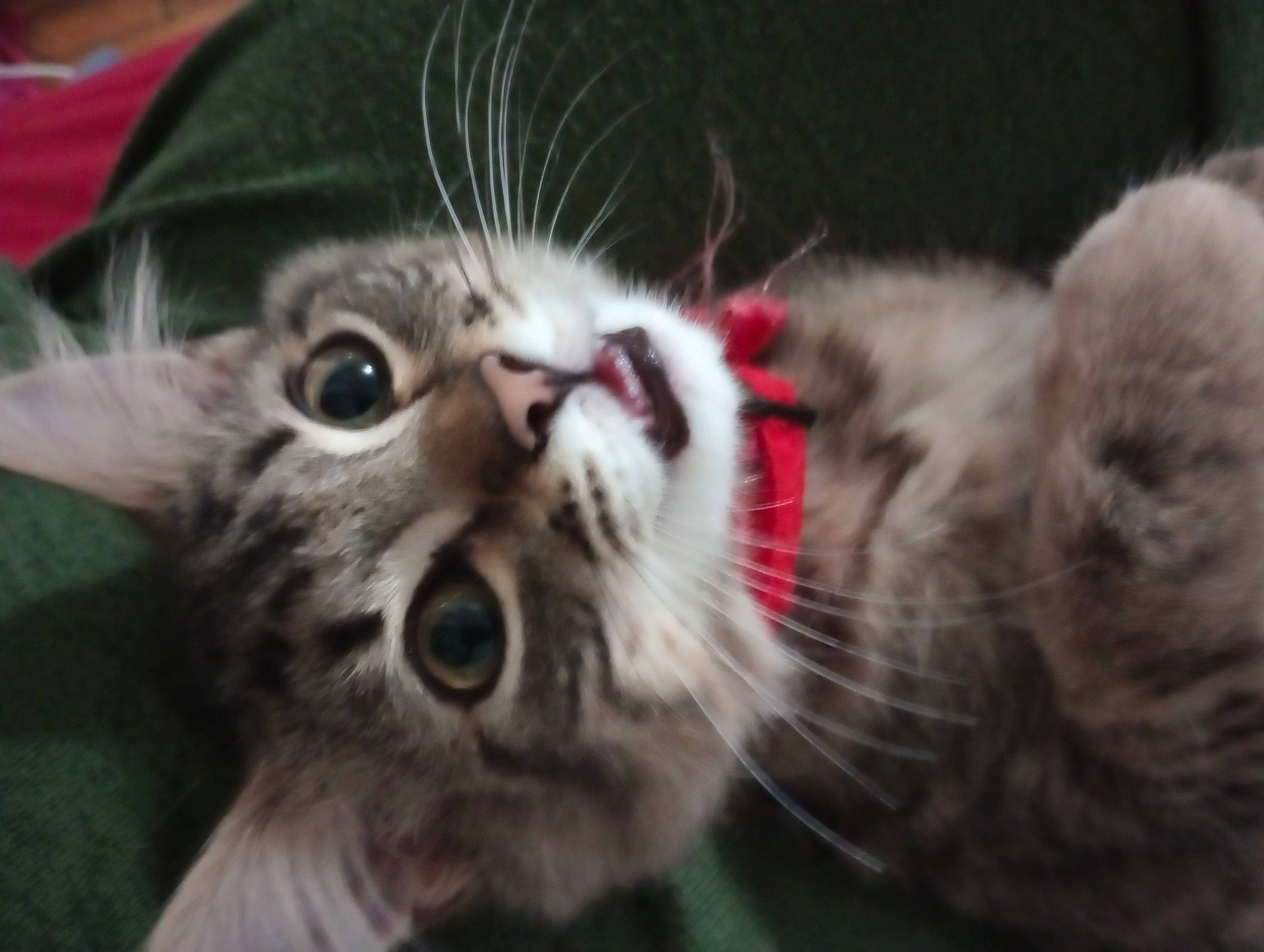 Cheshire is registered to the contest to win money with this photo: carnivore, cat, claw, close_up, domestic_short_haired_cat, fang, felidae, fur, grass, mammal, paw, small_to_medium_sized_cats, terrestrial_animal, vertebrate, whiskers, wildlife, yawn