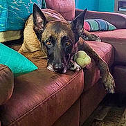 Loki is registered to the contest to win money with this photo: dog, couch, living_room, toy, pillow, relaxed, brown, leather, floor, furniture, pet, indoor, resting, ears_up, comfort, animal, home, canine, looking, head_resting