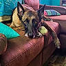 dog, couch, living_room, toy, pillow, relaxed, brown, leather, floor, furniture, pet, indoor, resting, ears_up, comfort, animal, home, canine, looking, head_resting