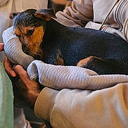 Simba participe au concours pour gagner de l'argent avec cette photo : black, blanket, brown, casual, clothing, comfort, cozy, cute, dog, fur, hands, indoor, lap, person, puppy, relaxation, resting, seated, sleepy, warm