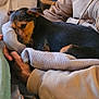 black, blanket, brown, casual, clothing, comfort, cozy, cute, dog, fur, hands, indoor, lap, person, puppy, relaxation, resting, seated, sleepy, warm