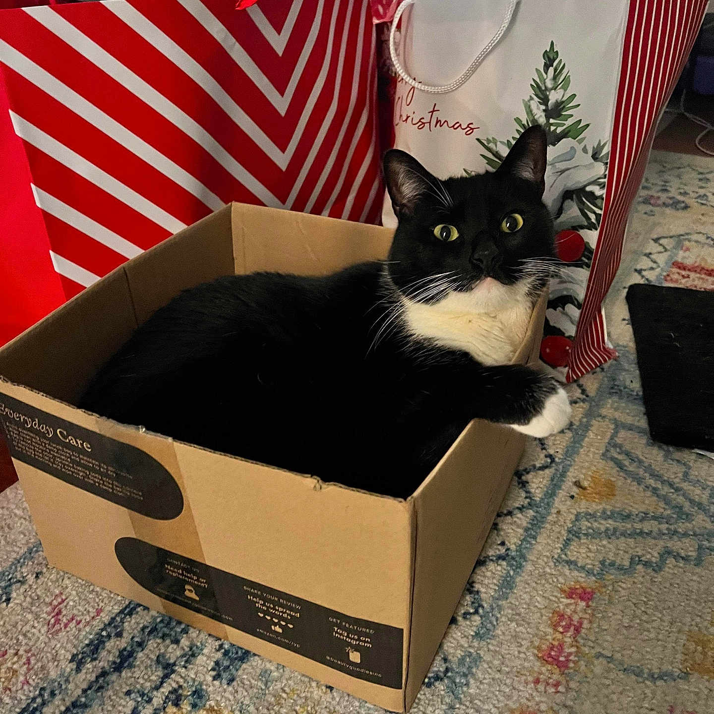 Loki joined the competition — help win amazing prizes! accessories, animal, bag, box, canine, cardboard, carton, cat, dog, dogbed, flag, handbag, hardwood, indoors, kitten, manx, pet, plant, pottedplant, wood
