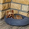 Ulysse participe au concours pour gagner de l'argent avec cette photo : blue_bed, brick_wall, brown_fur, cozy, cute, dog, dog_bed, home, indoor, long_hair, lying_down, pet, portrait, puppy, relaxed, sleeping, small_dog, tongue_out, wooden_floor, yorkshire_terrier