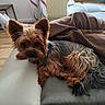 dog, yorkshire_terrier, small_dog, pet, canine, long_hair, brown_fur, black_fur, pointed_ears, lying_down, sofa, couch, blanket, living_room, indoor, wooden_floor, cozy, portrait, relaxed, home