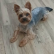 Ulysse participe au concours pour gagner de l'argent avec cette photo : animal, blue_sweater, canine, companion_animal, cute, dog, fashion, fluffy, home, indoor, long_hair, looking_at_camera, paws, perked_ears, pet, portrait, small_dog, standing, wooden_floor, yorkshire_terrier