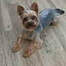 dog, yorkshire_terrier, small_dog, blue_sweater, pet, animal, canine, fluffy, long_hair, standing, looking_at_camera, perked_ears, paws, indoor, wooden_floor, portrait, cute, fashion, companion_animal, home