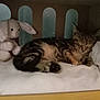 Timounne participe au concours pour gagner de l'argent avec cette photo : kitten, cat, sleeping, plush_toy, bunny, stuffed_animal, blanket, crib, soft, cozy, indoor, resting, fur, animal, pet, cute, young, tabby, paw, peaceful