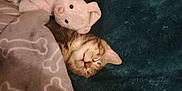 Timounne participe au concours pour gagner de l'argent avec cette photo : kitten, cat, sleeping, blanket, plush_toy, bunny, soft, cozy, indoors, pet, fur, cute, resting, animal, snuggled, comfort, nap, domestic_cat, cuddle, furry