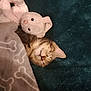 kitten, cat, sleeping, blanket, plush_toy, bunny, soft, cozy, indoors, pet, fur, cute, resting, animal, snuggled, comfort, nap, domestic_cat, cuddle, furry