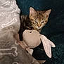 Timounne participe au concours pour gagner de l'argent avec cette photo : kitten, cat, stuffed_animal, bunny, blanket, plush, cozy, snuggle, tabby, pet, soft, cute, indoor, animal, fur, sleepy, resting, comfort, toy, relax