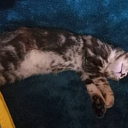Timounne participe au concours pour gagner de l'argent avec cette photo : cat, sleeping, resting, fur, striped, pet, animal, cozy, blanket, soft, cute, domestic, feline, relaxation, paw, whiskers, indoor, comfort, napping, peaceful