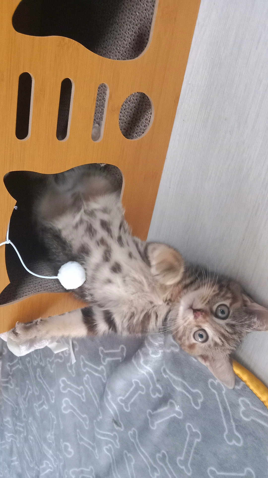 Timounne participe au concours pour gagner de l'argent avec cette photo : kitten, cat, pet, wooden_cutout, toy, pom_pom, blanket, bones_pattern, indoor, curious, playful, spots, fur, animal, cute, relaxing, paw, whiskers, young, looking